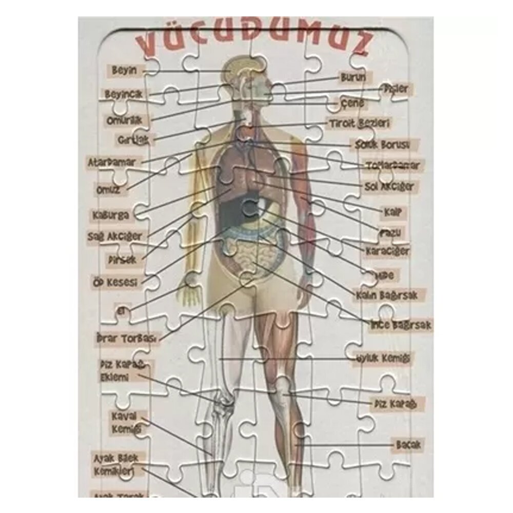 Ema Yap-Boz İnsan Vücudu 25x35 /Eleleilkadım