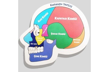 Moon Beavers Kafanın Yapısı Ahşap Eğitici Oyun